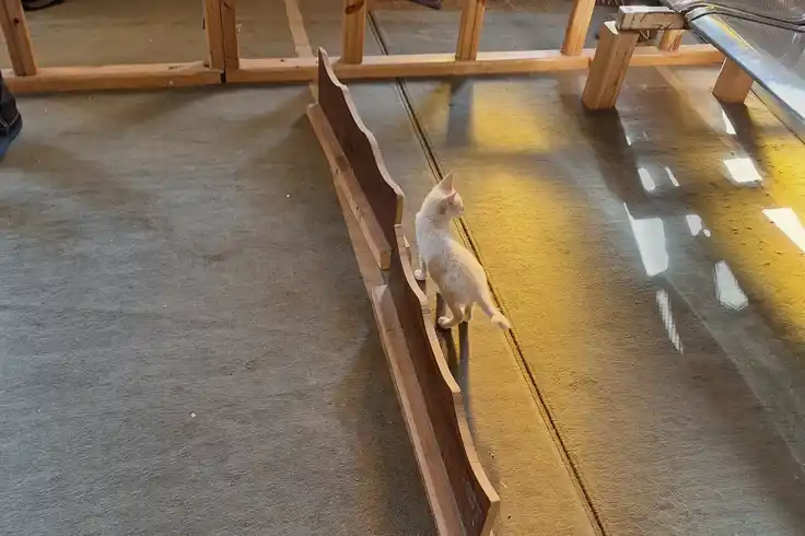 A cat inside the Ain Shams University mosque